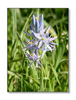 <b>Wild Spider Lily</b><br><font size=2>Caribou Natl Forest, ID