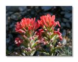 Indian PaintbrushGreat Basin Nat'l Park, NV