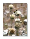 Thistles and BeesGreat Basin Nat'l Park, NV
