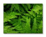 <b>Ferns</b><br><font size=2>Cooksburg, PA