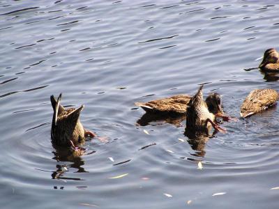 Ducks cavorting, Boston Common