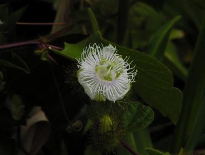 Lilikoi (passion fruit) flower