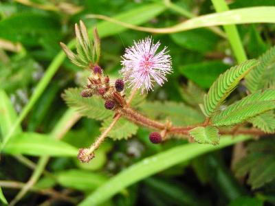 Sensitive plant (Mimosa pudica)
