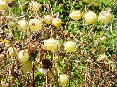 Balloon plant, (Asclepias (=Gomphocarpus) physocarpa)