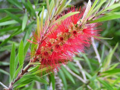 Scarlet Bottlebrush, (Callistemon) Myrataceae