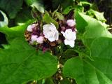 False pikake, (Clerodendrum chinense)