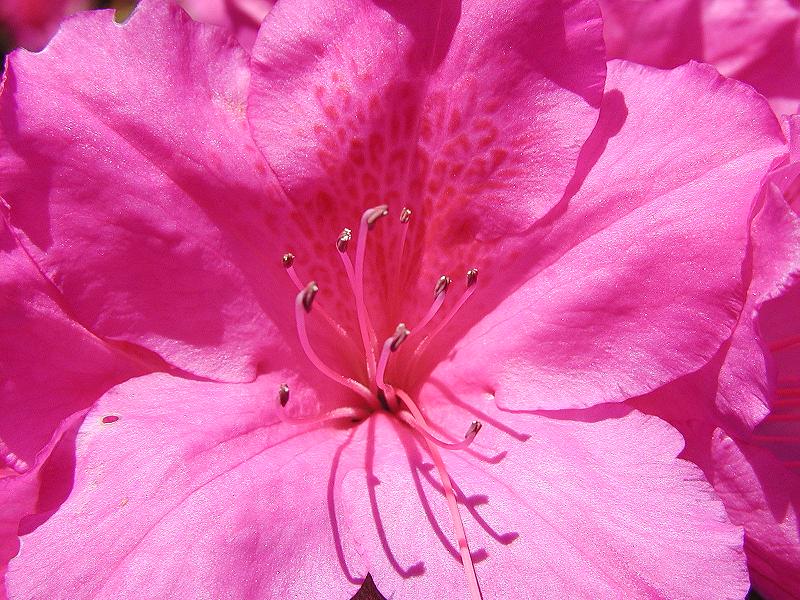 Azalea