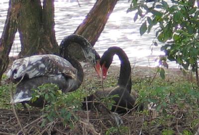  Lafreniere Park Swans Before Hurricane Katrina