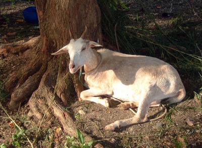 Tethered Goat.jpg
