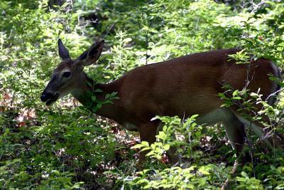 Deer at Bushkill Falls