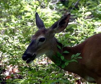Crop of same deer