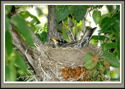 NESTING-BIRD