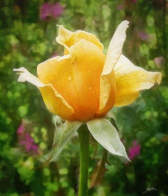 yellow rose again