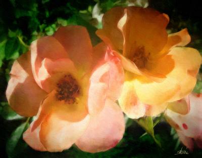 peach carpet roses