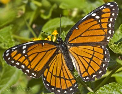 orange butterfly