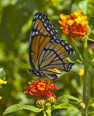 orange butterfly on lantana