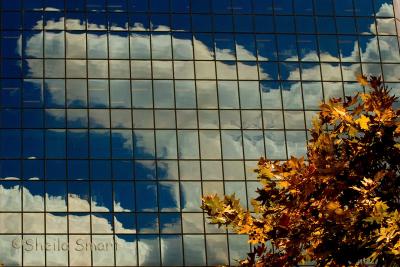 Leaves and window reflection