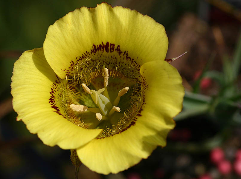 Calochortus clavatus var  recurvifolius 7136.jpg