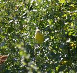  Yellow Warbler