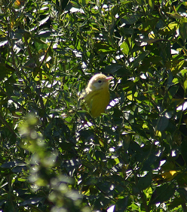  Yellow  Warbler