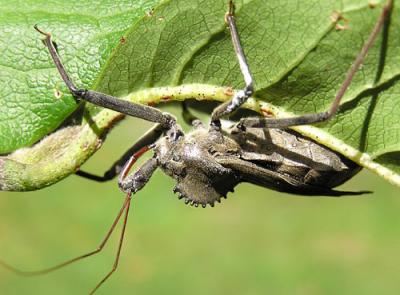 Mantis-084-copy-4.jpg