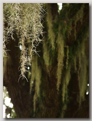 The Legend of the Spanish Moss
