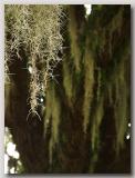 The Legend of the Spanish Moss