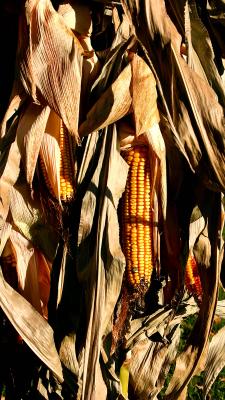 041023 Colors of Fall -021.JPG