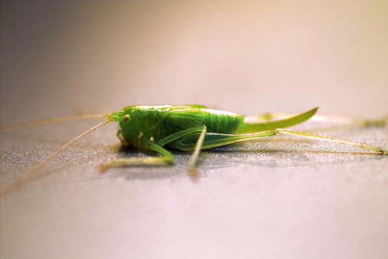 Grasshopper