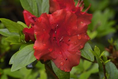 Red Azalea, spring 2004