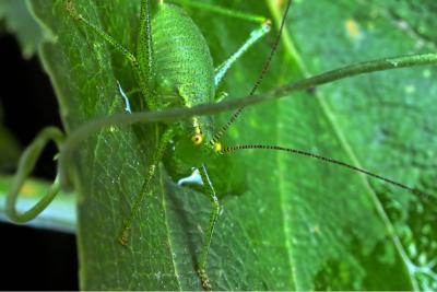 Tiny & shy grasshopper