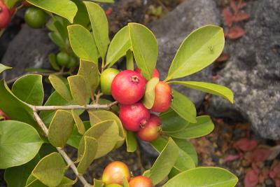 Strawberry Guavas