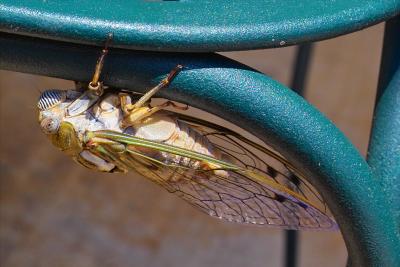 Porch Cicada