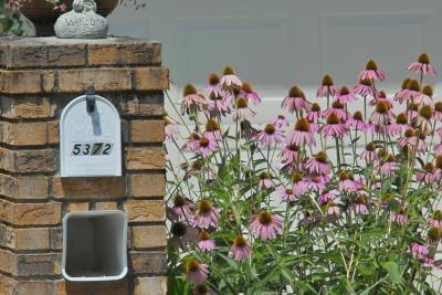 Neighbor's Mail Box