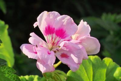 Pink Spotted Geranium