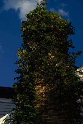 Ivy Tower