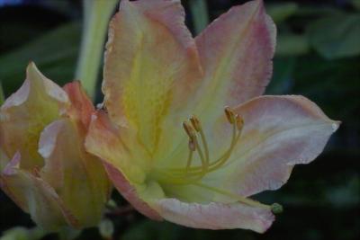 Azalea Blossom