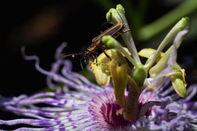 Passion Flower with Firefly