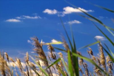 BLOWIN' WHEAT