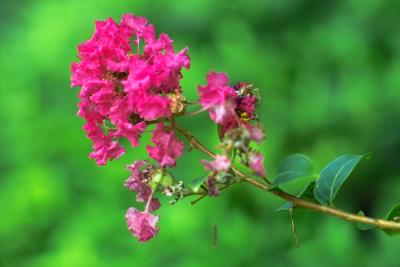 The crape myrtle