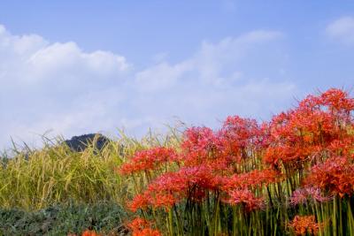 Autumn in a country of JAPAN