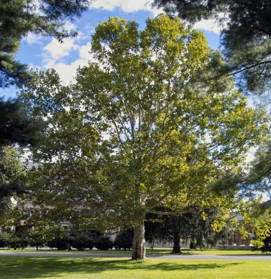 Sycamore in the Park