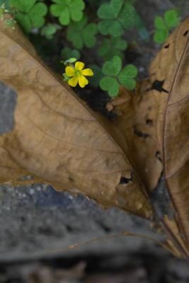 A flower between the dry leaf