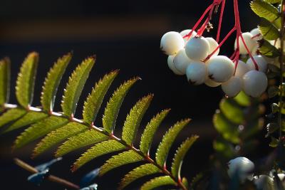 Sorbus koehneana