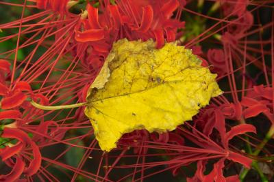 Cherry leaf in the fall