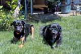 Dog Days of Summer