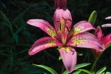Pink Asiatic Lily