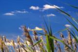BLOWIN WHEAT