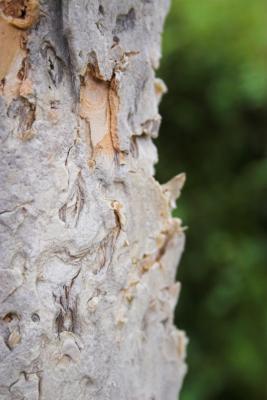 Paperbark Tree