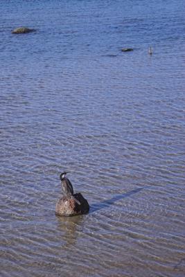 Shag on a Rock